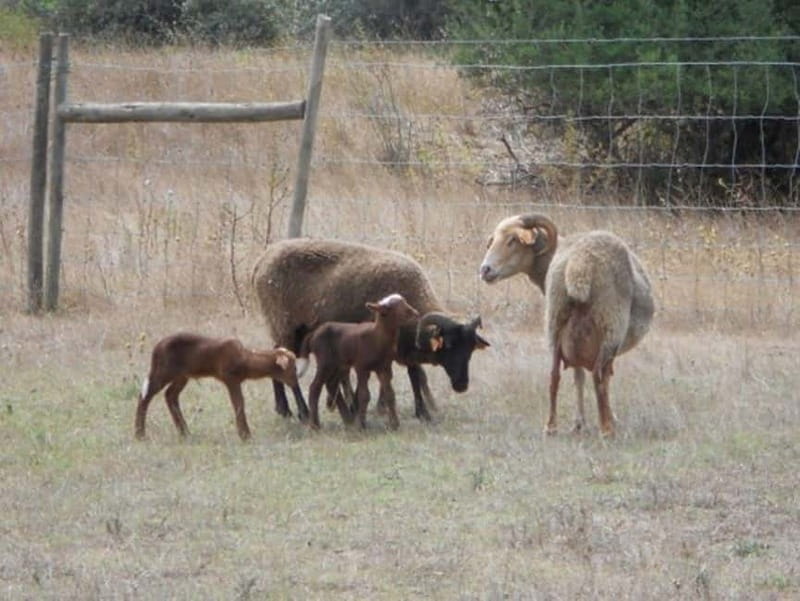 Lisbon: Azeitão Cheese Workshop with Wine & Food Tasting - Sunset at Sesimbra Castle: A Perfect Finish
