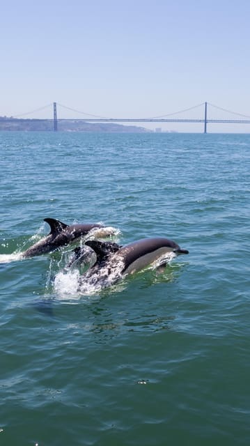 Lisbon: Dolphin Watching Boat Tour with Welcome Coffee - Key points / Takeaways