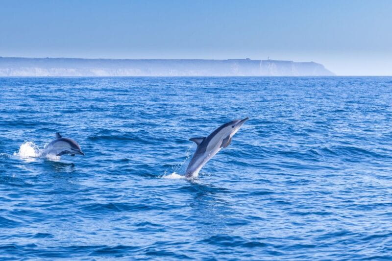 Lisbon: Dolphin Watching Boat Tour with Welcome Coffee - Price and Value Analysis