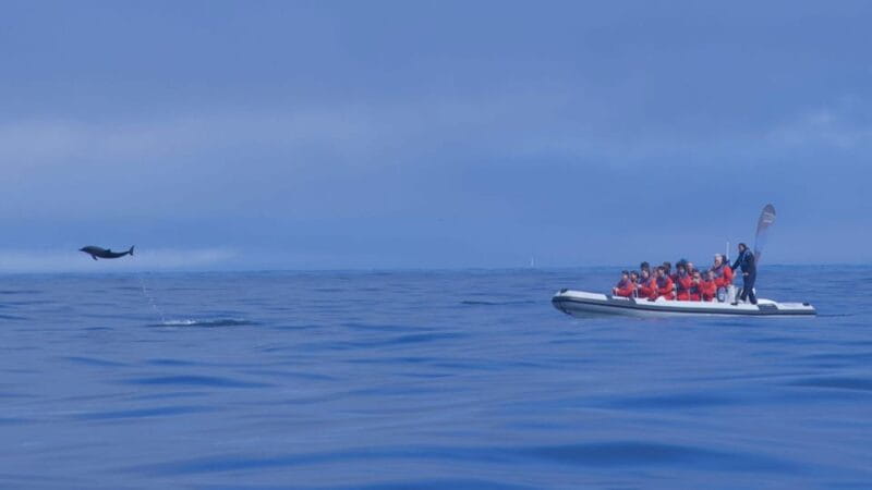 Lisbon: Dolphin Watching Boat Tour with Welcome Coffee - Who Should Consider This Tour