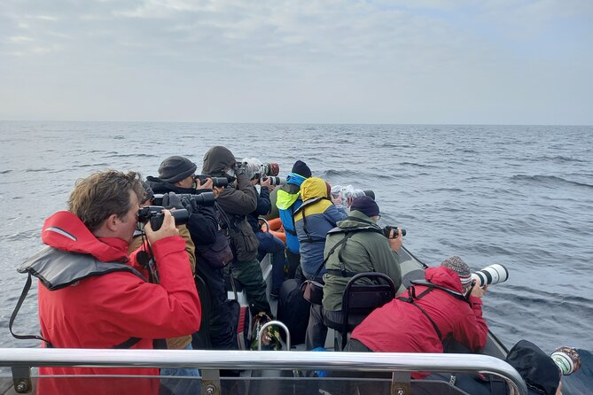 Lisbon Dolphin Watching With a Marine Biologist in a Small Group - Hassle-Free Central Meeting Point