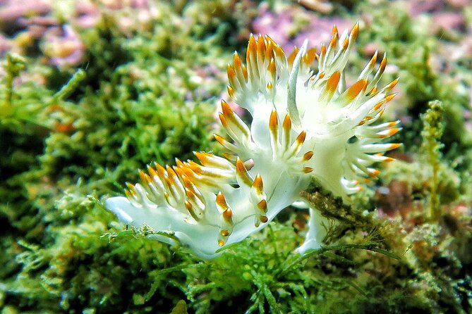 Lisbon Eco-Try Dive - Diving Baptism - Participant Requirements