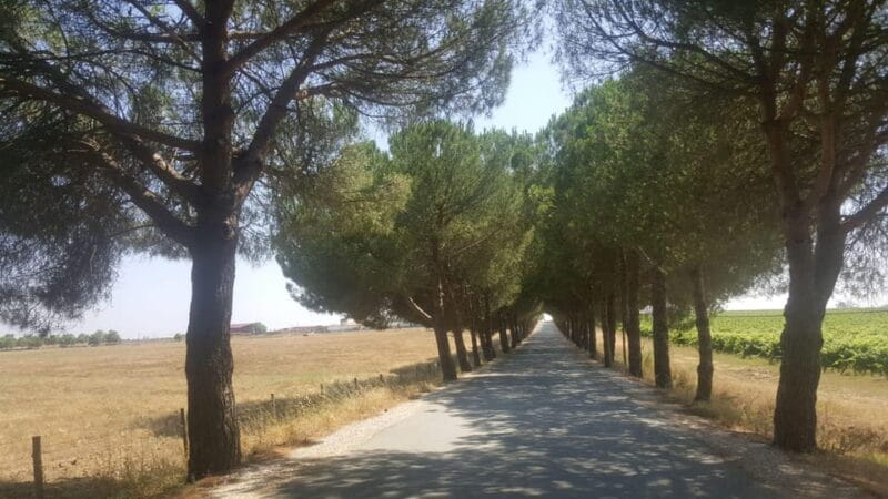 Lisbon: Évora and Alentejo Private Wine Tour - Key points / Takeaways