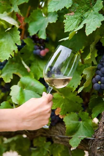 Lisbon: Full-Day Wine Tasting Tour in Setúbal ALL INCLUSIVE - Frequently Asked Questions