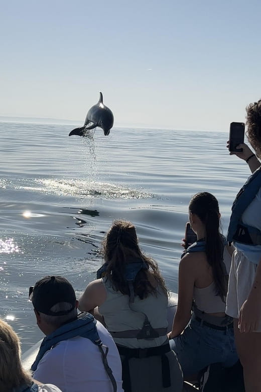 Lisbon: MAAT Entry Ticket & Dolphin Watching Boat Tour - Key points / Takeaways