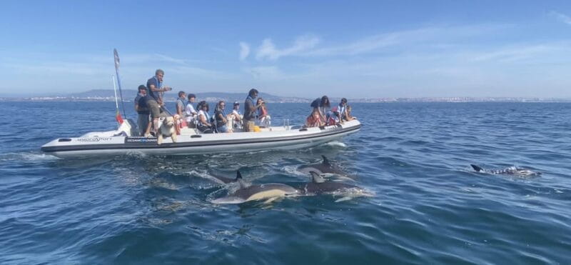 Lisbon: MAAT Entry Ticket & Dolphin Watching Boat Tour - The Sum Up