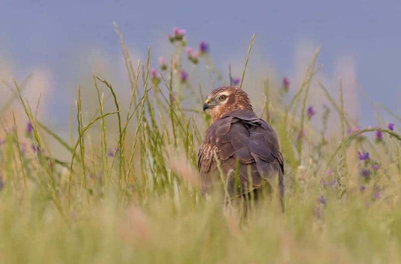 Lisbon: Private Birdwatching Tours with a Local Guide - Discovering Lisbon’s Birdlife: Practical Details and What to Expect
