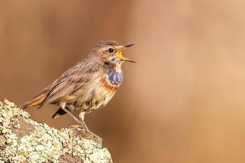 Lisbon: Private Birdwatching Tours with a Local Guide - Who Should Consider This Experience?