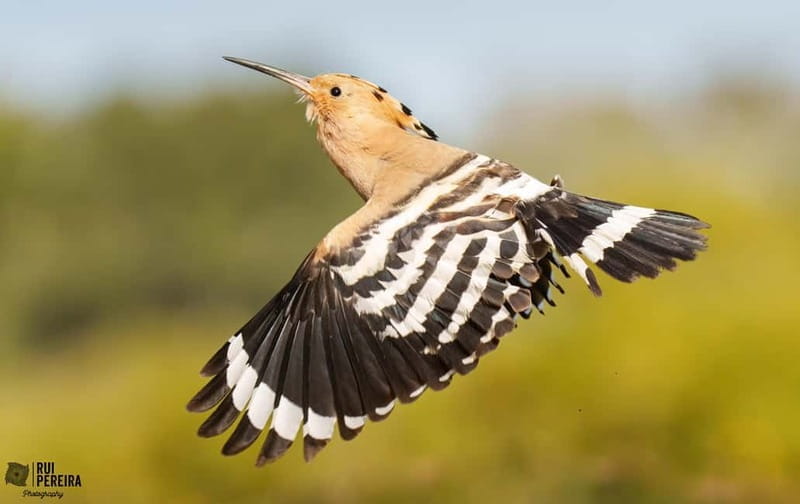 Lisbon: Private Birdwatching Tours with a Local Guide - Final Thoughts: Nature’s Quiet Side in Lisbon