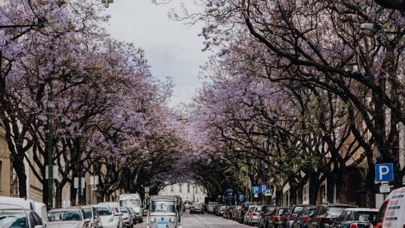 Lisbon: Private Guided Tuk-Tuk Tour with Hotel Pickup - Price and Value