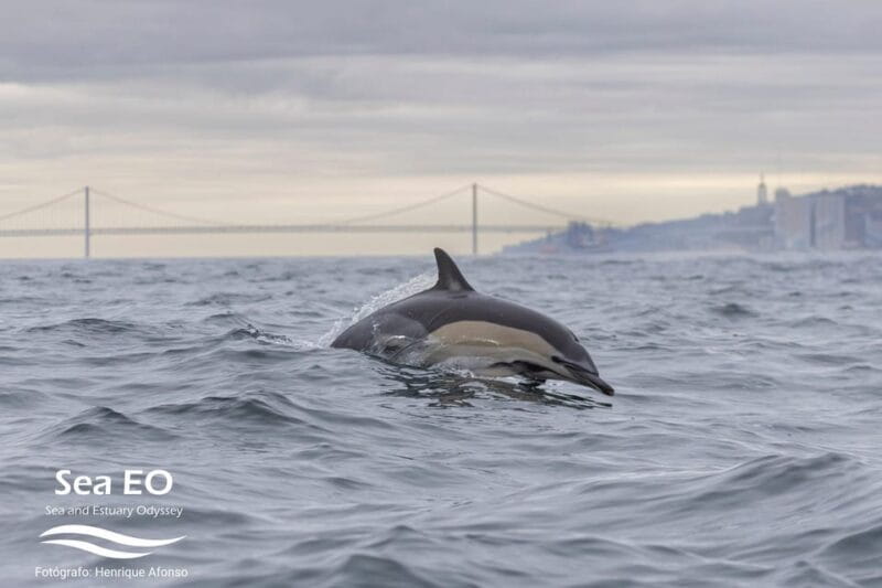 Lisbon: Speedboat Trip to Bugio Lighthouse - The Sum Up