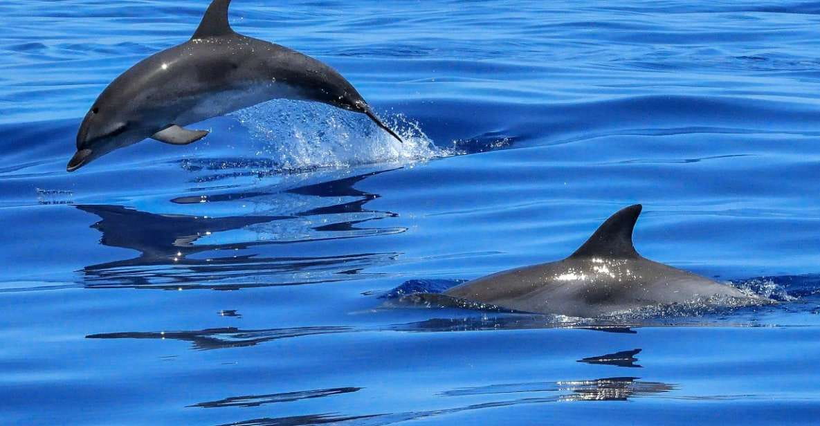 Lisbon: Tagus River Cruise to the Ocean & Dolphin Watching - Key Points