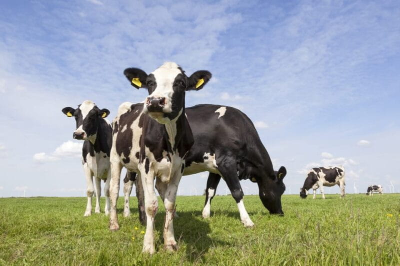 Lisse: Drive-it-Yourself Dutch Countryside GPS Audio Tour - FAQ