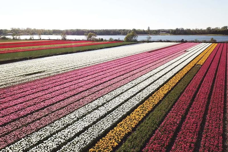 Lisse: Self-Guided Tulip Fields GPS Audio Tour - Driving the Renault Twizy: Easy and Entertaining