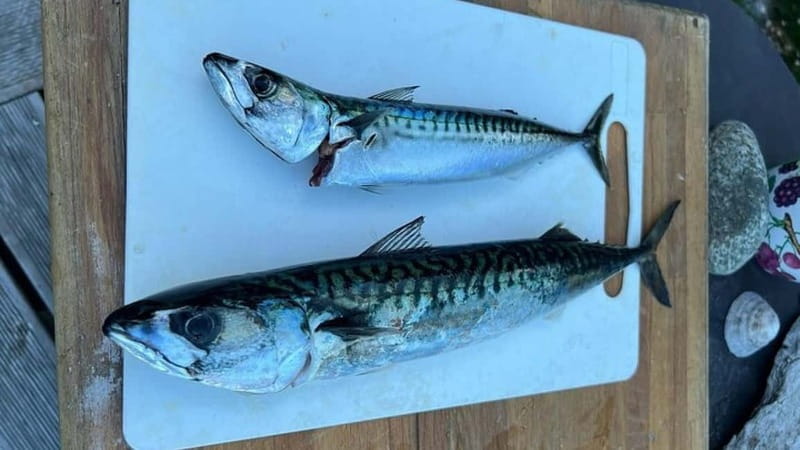 Lister: Inshore Fishing Tour with Local Guide - Exploring Norway’s Fjords on a Fishing Adventure