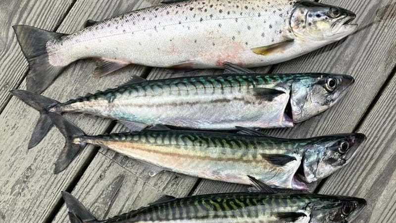 Lister: Inshore Fishing Tour with Local Guide - Price and Logistics: Is It Worth It?