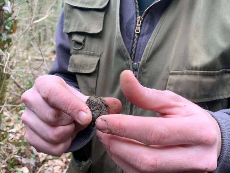Livade: Guided Truffle Hunting Walking Tour - What to Expect: A Walk Through the Forest and a Taste of Tradition