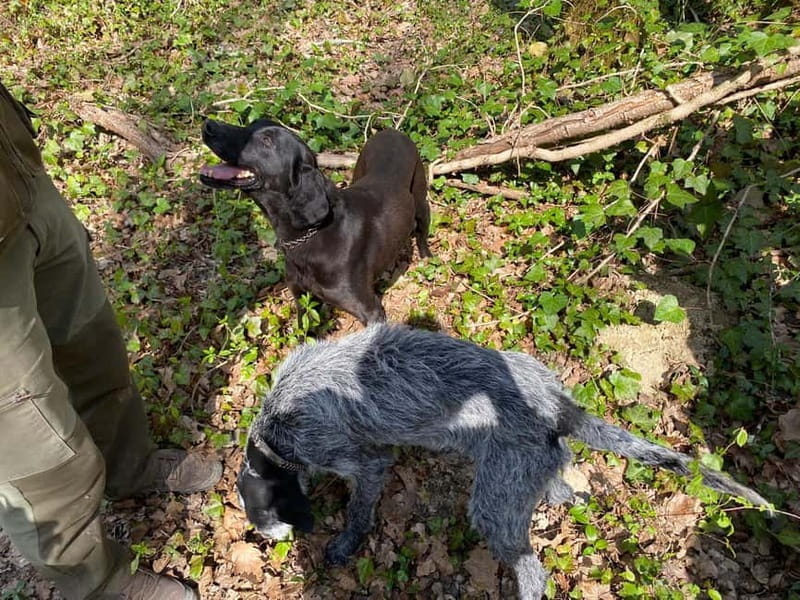 Livade: Guided Truffle Hunting Walking Tour - Post-Hunt Tasting and Local Flavors