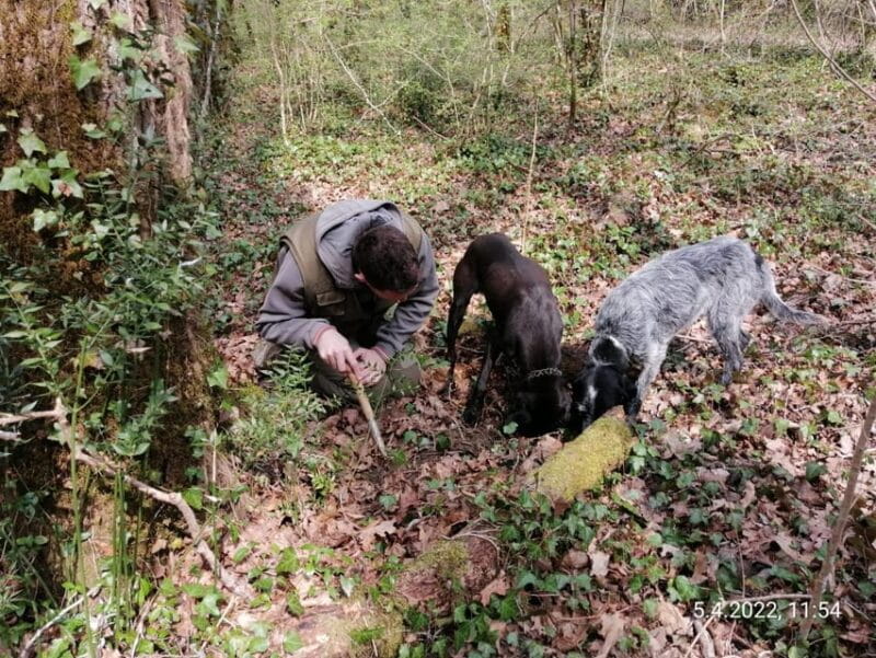 Livade: Guided Truffle Hunting Walking Tour - Why This Tour Stands Out