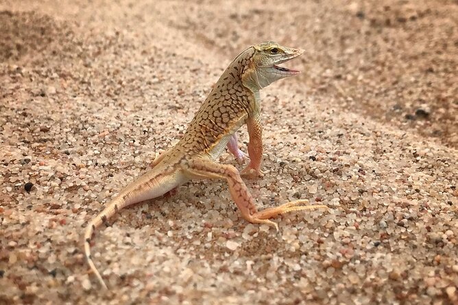 Living Desert Eco Dune Tour - Walking Across the Sandy Expanse