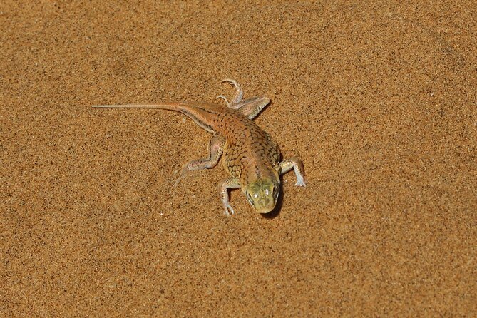 Living Dunes Experience From Swakopmund - Cancellation Policy