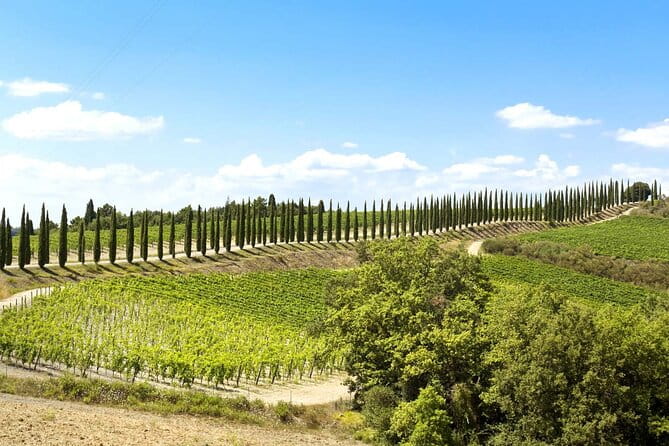 Livorno shore excursion: Bolgheri and Supertuscan private tour - The Sum Up