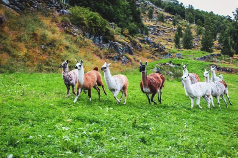Ljøen, Hellesylt: Ljøen Farm Tour - Meeting the Family and Hearing Their Stories