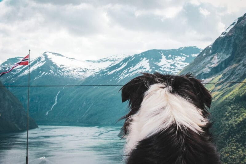 Ljøen, Hellesylt: Ljøen Farm Tour - The Animals and Their Personalities