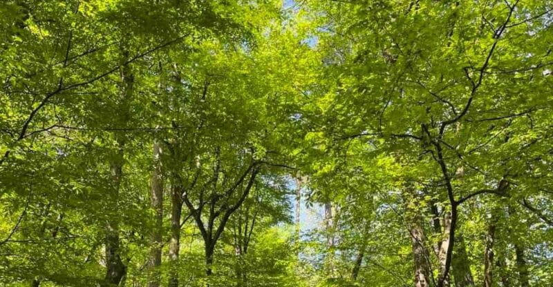 Ljubljana: Green tour and forrest personal experience - What Makes This Tour Stand Out?