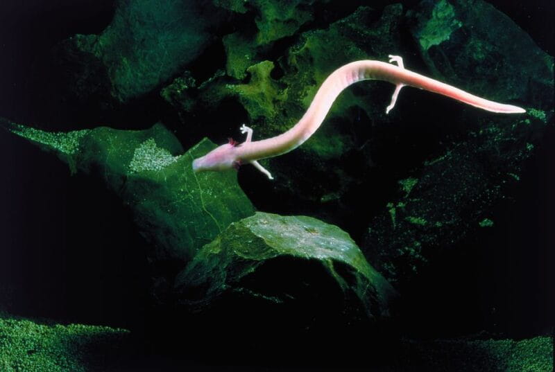 Ljubljana: Postojna Cave & Predjama Castle Tickets and Tour - Key Points / Takeaways