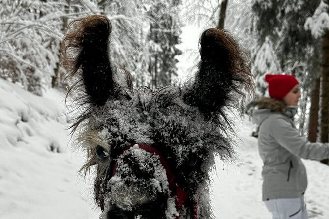 Llama hike with homemade, traditional cheese fondue - Final Thoughts: Who Will Love This?