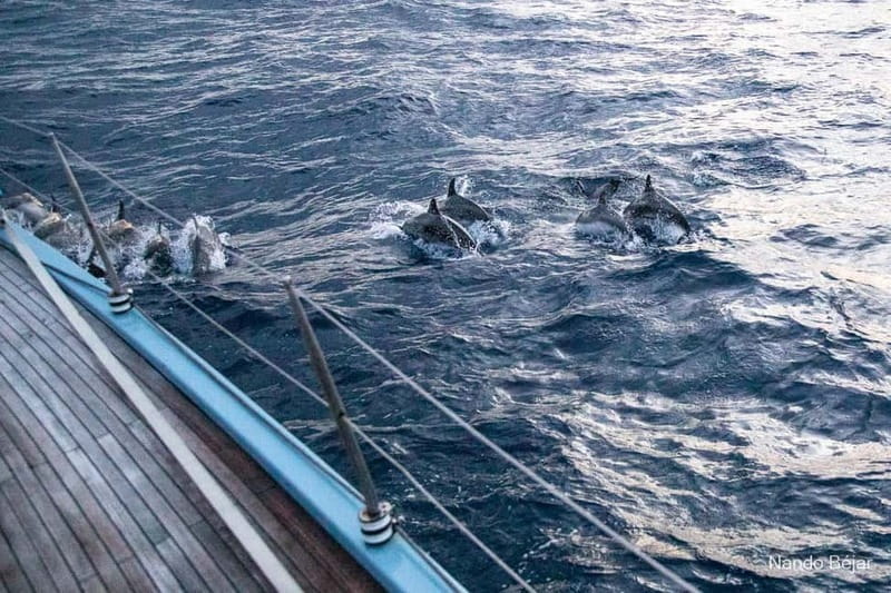 Lloret De Mar: Exclusive private sailing cruise - Price and Practical Tips