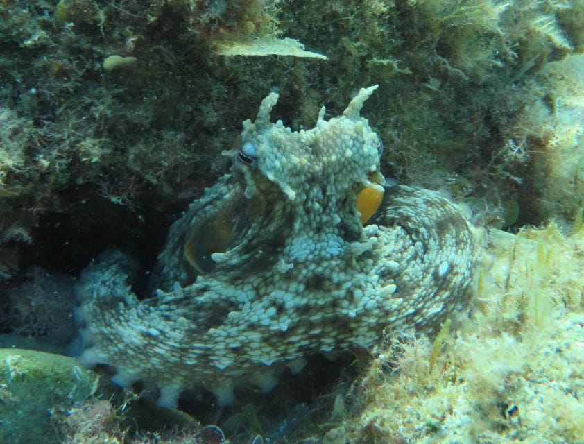 Lloret De Mar: Scuba Diving Experience No License Required - Things To Know