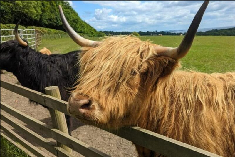 Loch Lomond Highland Cows Victorian Town Half-Day Tour - Victorian Callander: A Town with Character