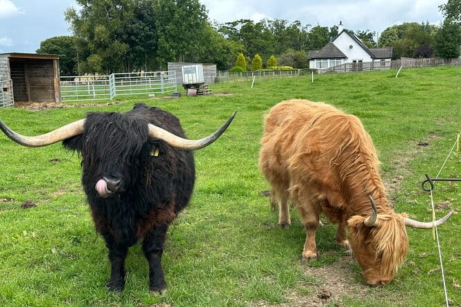 Loch Ness Tour: Day Trip to Loch Ness, Outlander Sites and More - Entering the World of Highland History at Urquhart Castle