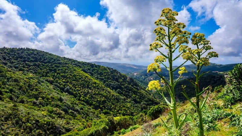 Lodè: Trekking Trip to Punta Cupeti on Montalbo - Practical Details and What to Expect