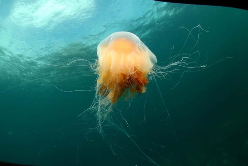 Lofoten: Family Snorkeling Tour - Price and Logistics: Is It Worth It?