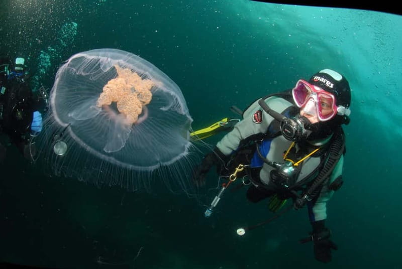 Lofoten: First Time Scuba Diving Experience - Lofoten: First Time Scuba Diving Experience – A Fresh Take on Arctic Waters