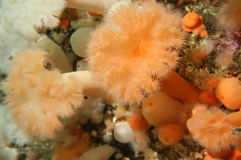 Lofoten: First Time Scuba Diving Experience - Key points / Takeaways