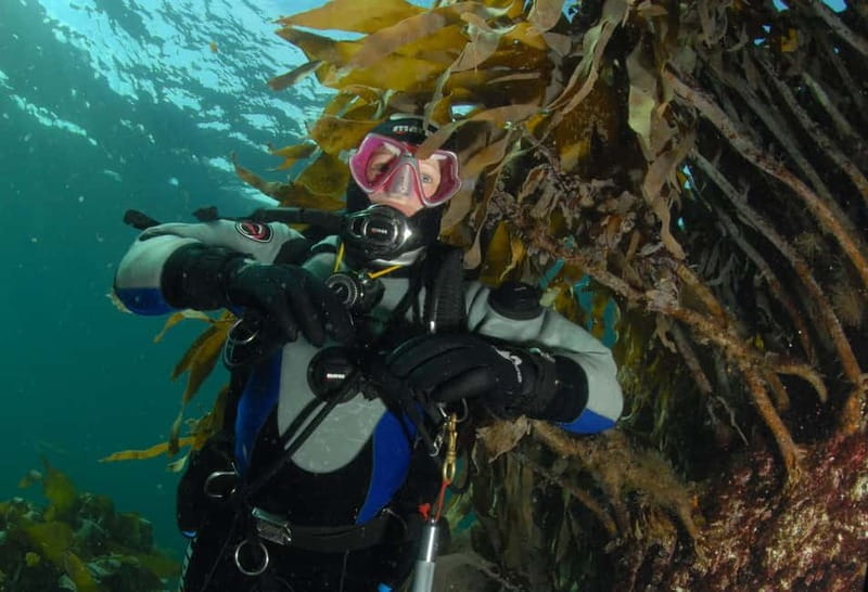 Lofoten: First Time Scuba Diving Experience - What to Expect at Each Stop