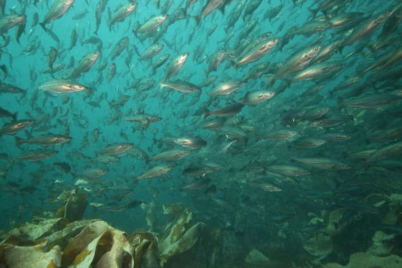 Lofoten: First Time Scuba Diving Experience - Logistics and Practical Tips