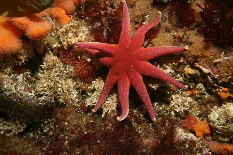 Lofoten: First Time Scuba Diving Experience - FAQ