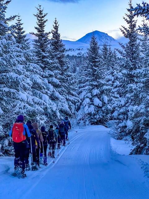 Lofoten: Half Day Snowshoe Tour - Final Thoughts: Why It’s Worth Considering