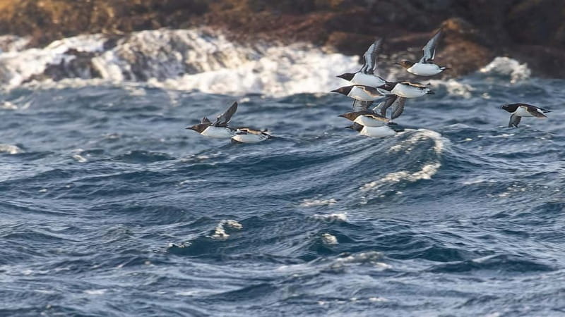 Lofoten: Sea Safari & Sightseeing Adventure by RIB - The Itinerary and Its Charm