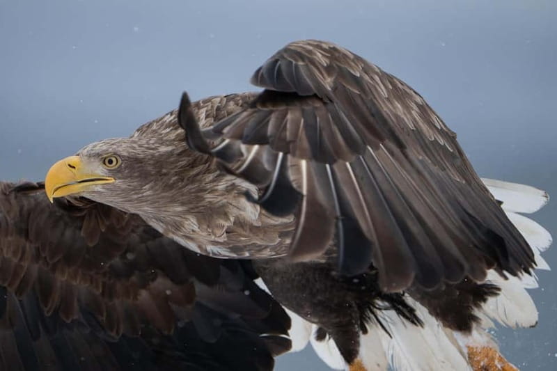 Lofoten: Sea Safari & Sightseeing Adventure by RIB - Price and Logistics