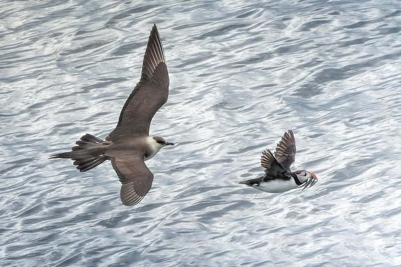 Lofoten: Sea Safari & Sightseeing Adventure by RIB - Final Thoughts