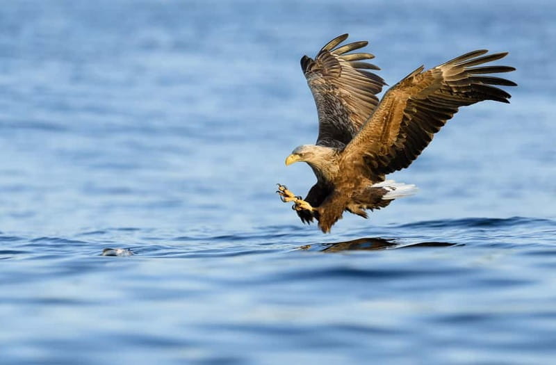 Lofoten Small Group Trollfjord Cruise on 33m Classic Yacht - FAQ