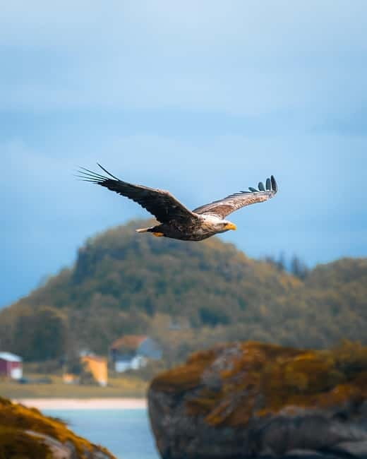 Lofoten: Svolvær to Å - Chinese speaking photo tour - Who This Tour Is Best For