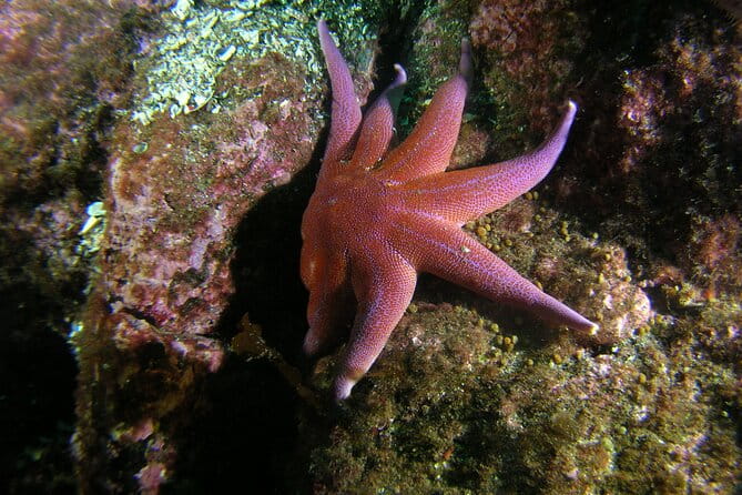 Lofoten Unique Snorkeling Experience in Dry Suit - Introducing the Lofoten Unique Snorkeling Experience in Dry Suit