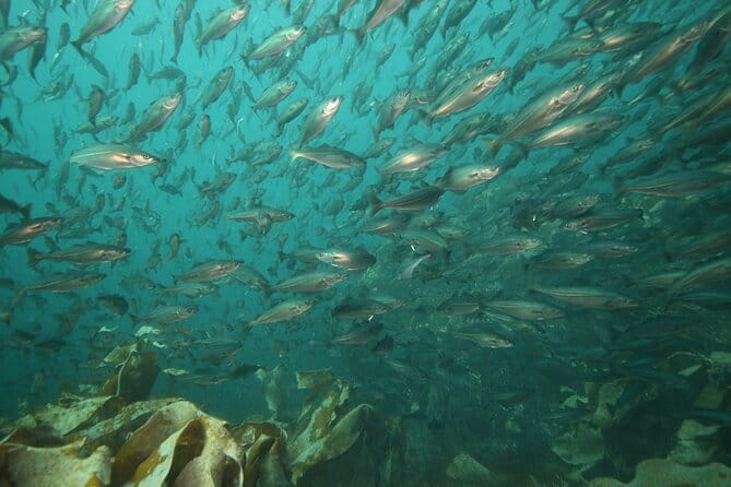 Lofoten Unique Snorkeling Experience in Dry Suit - Practical Tips for Participants